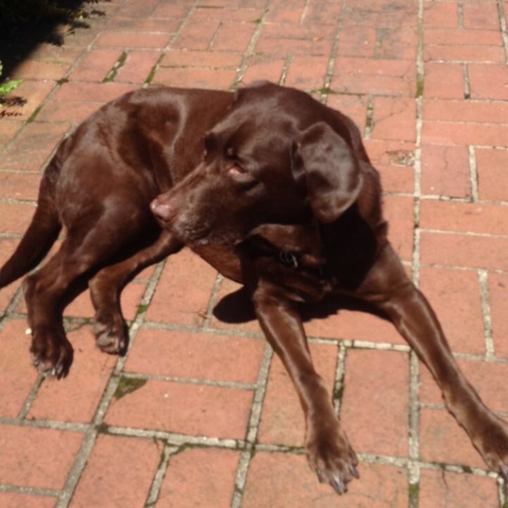 Meet your Posher, Sam